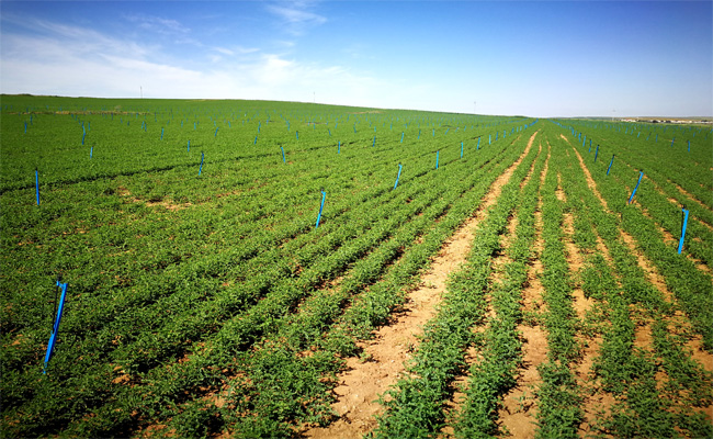 固阳县永茂丰农牧业专业合作社