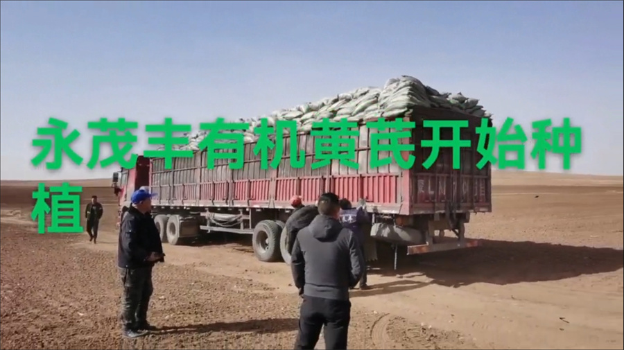 人勤春来早，黄芪种植忙，永茂丰合作社有机黄芪今日开始种植