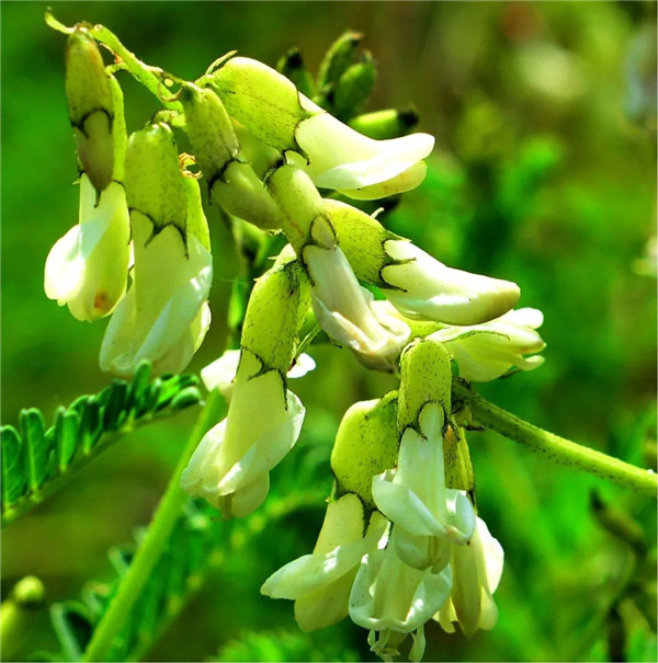 内蒙古黄芪种植技巧