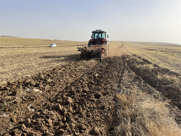 永茂丰种植基地有机黄芪采挖现场