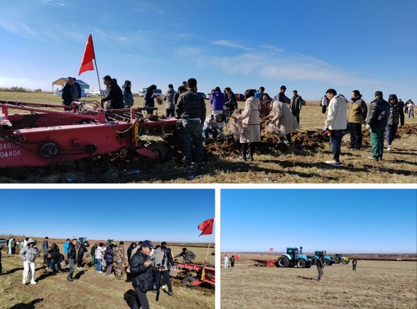 固阳有机黄芪迎秋季丰收 各地客商实地考察订购